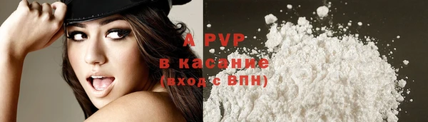 крисы Корсаков