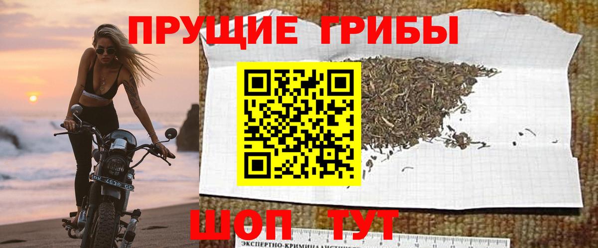 Бийск  Галлюциногенные грибы GOLDEN TEACHER  Вход с VPN 